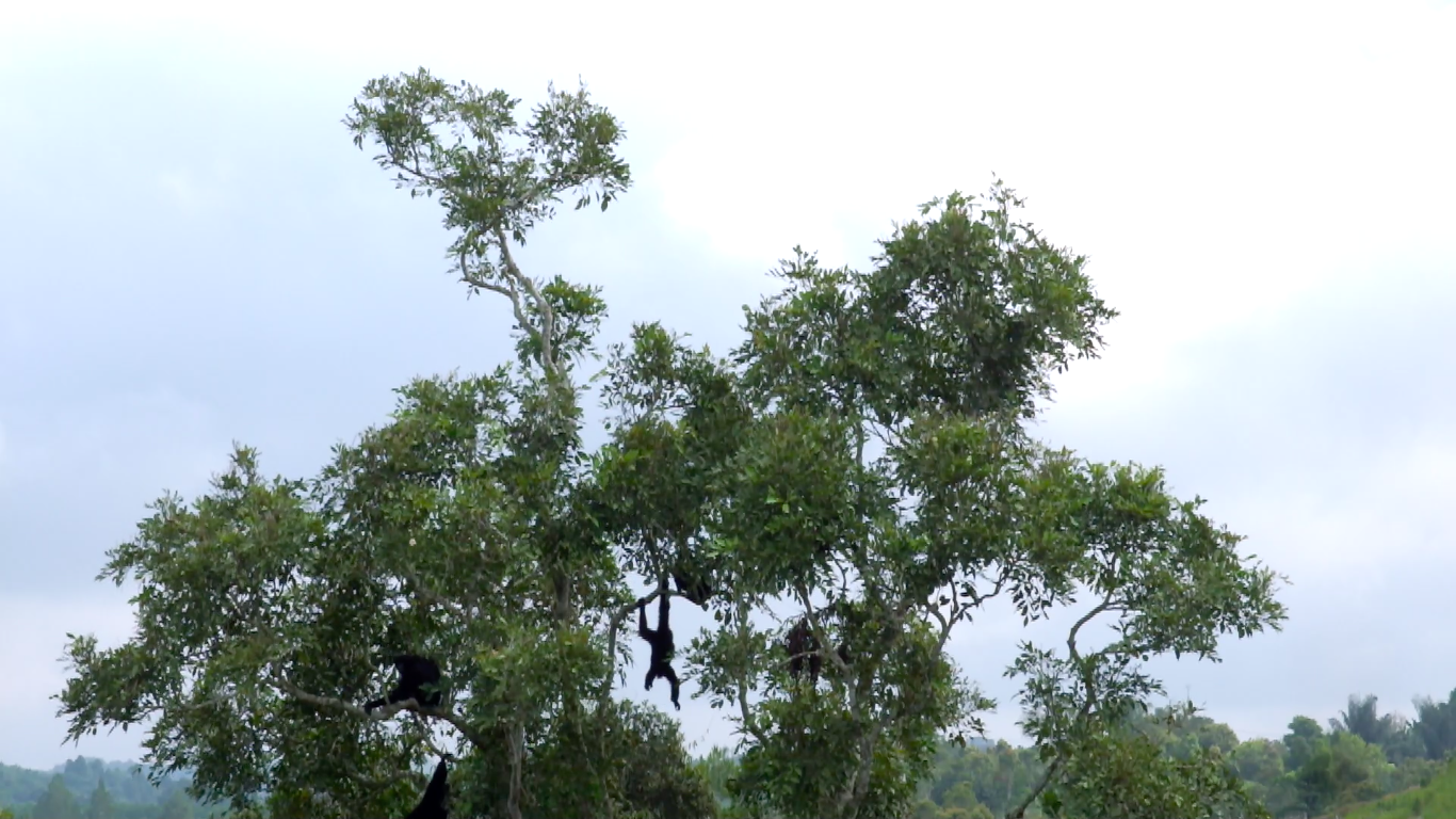 Siamang Forest