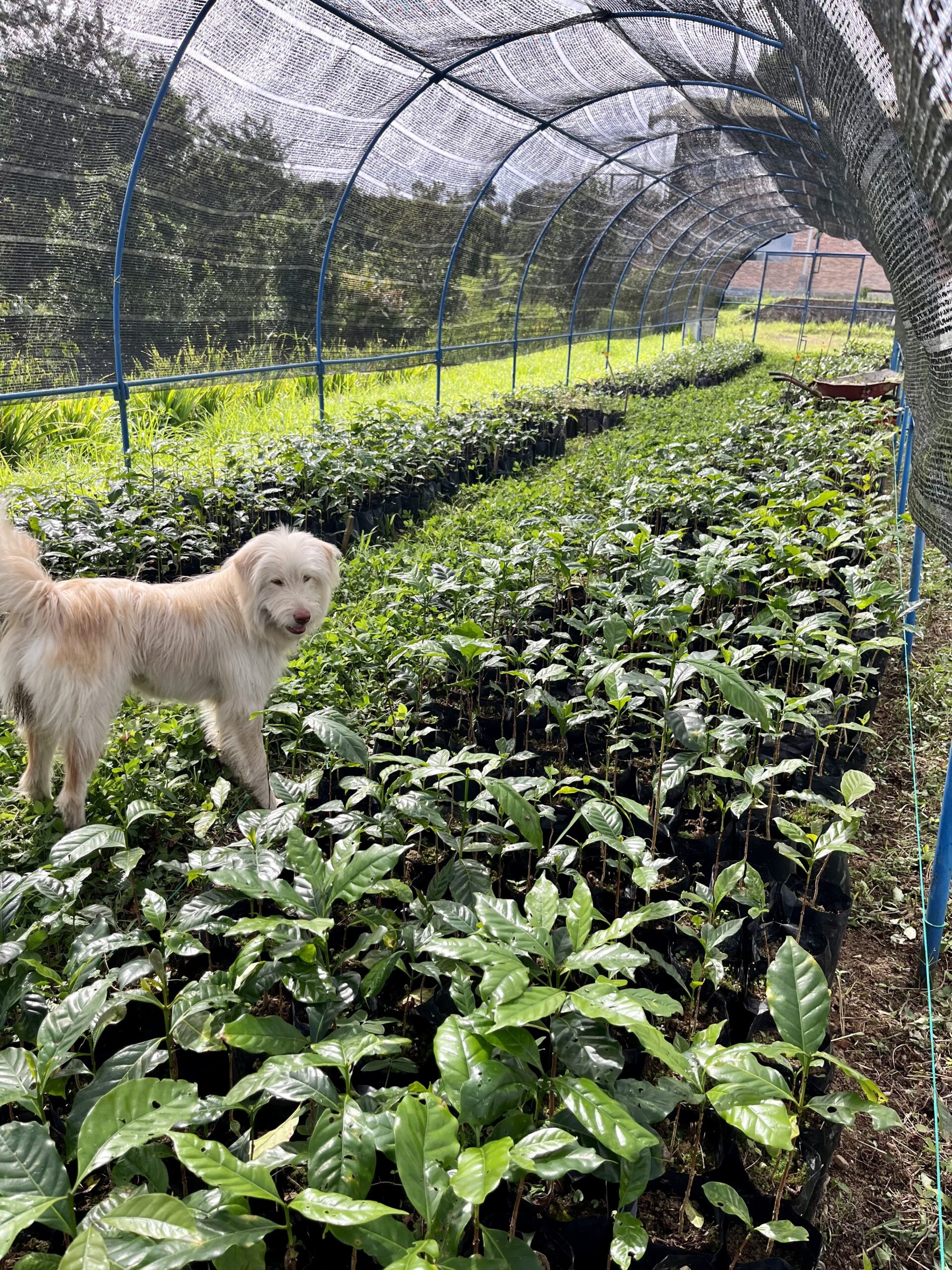 Back Bay Estate Arabica 6 Month Seedlings - Image 4