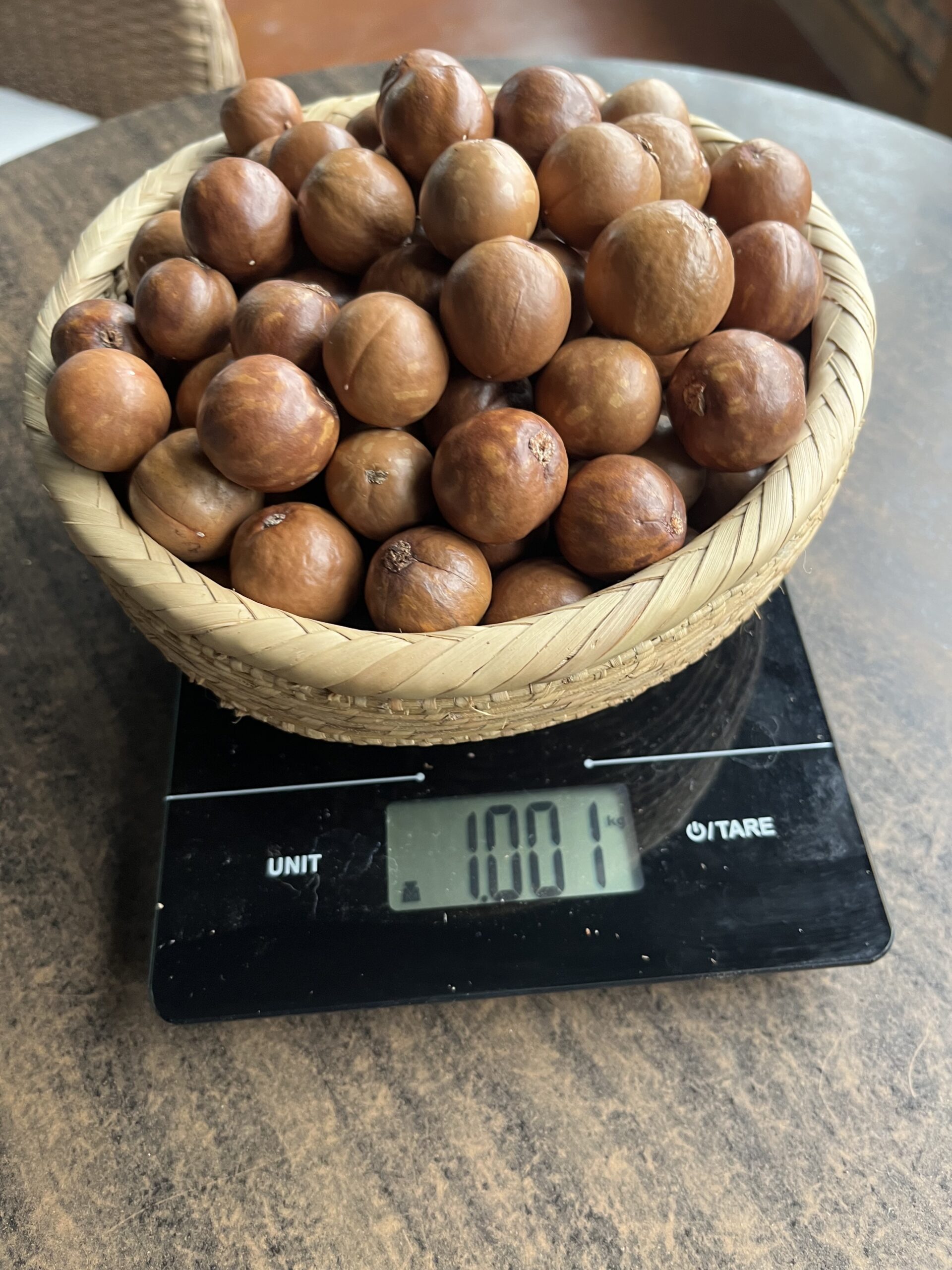 Macadamia Nut in Shell - Image 2