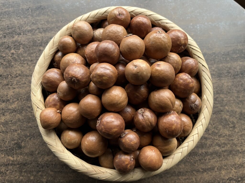 Macadamia Nut in Shell