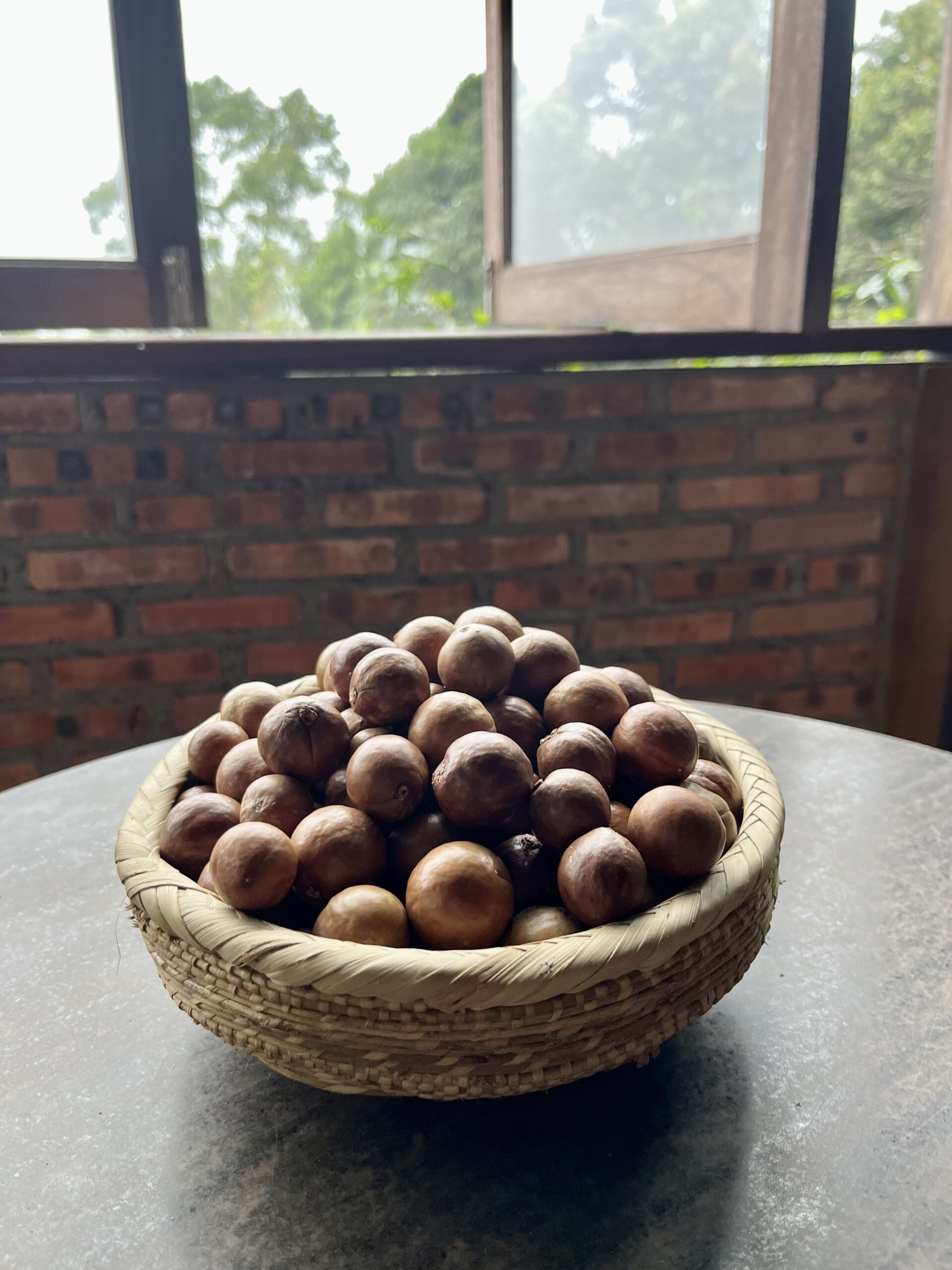 Macadamia Nut in Shell - Image 6